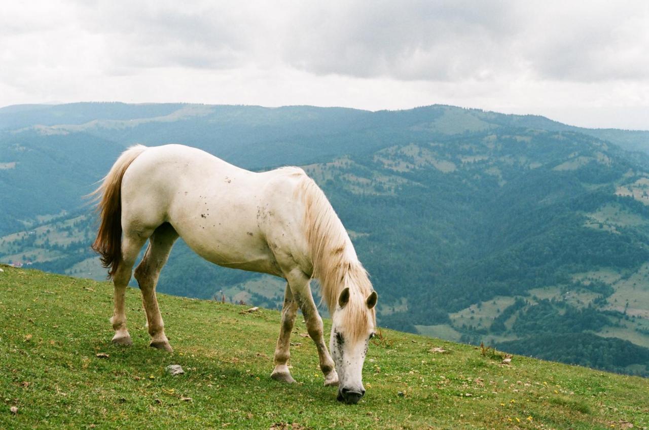 Pensiunea Nechita Sant Dış mekan fotoğraf