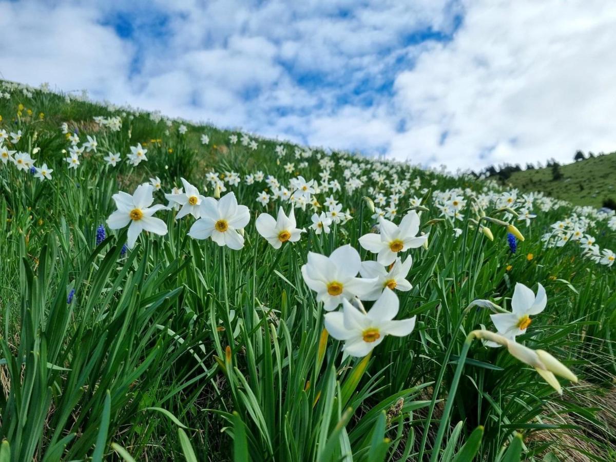 Pensiunea Nechita Sant Dış mekan fotoğraf